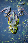 BB 15 0555 / Pelophylax esculentus / Hybridfrosk